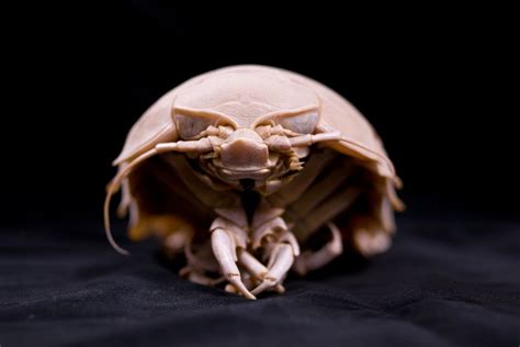 Isopods – Guardian Animal Medical Center – Dr. MJ Wixsom Blog