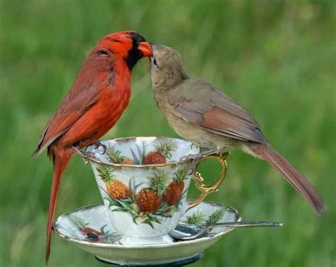 Cardinals feeding each other during mating season. | Cardinal birds, Pet birds, Pretty birds