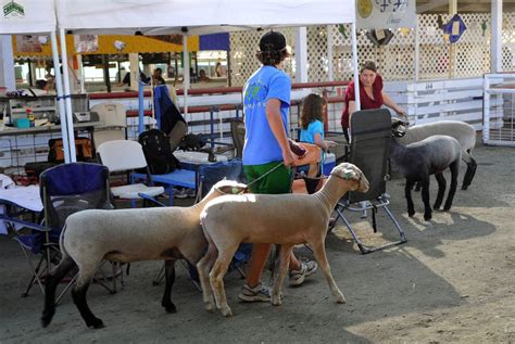 How to talk about your animals during fair season | AGDAILY