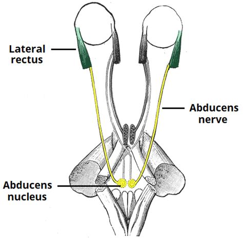 abducens nerve : anatomy , courses , muscle supply & branches