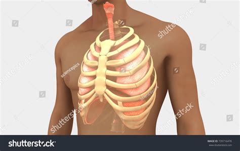 8,705 Lungs Ribs Images, Stock Photos & Vectors | Shutterstock