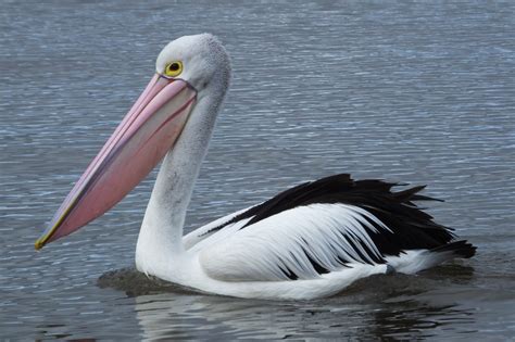 What’s the Difference between Pelicans: Dalmatian, Australian, Great ...