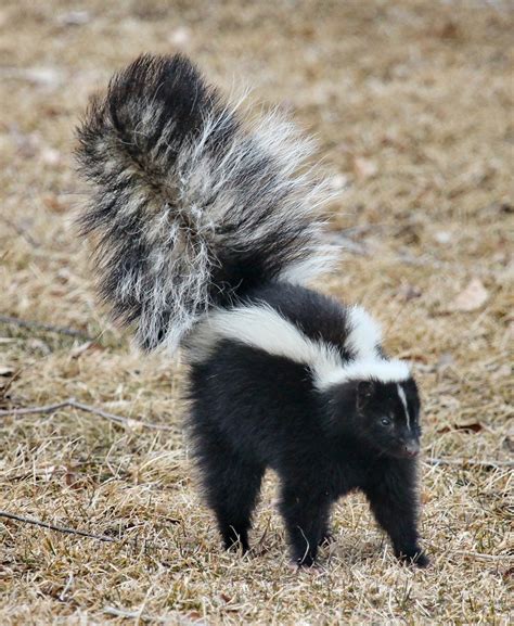 Skunk Free Stock Photo - Public Domain Pictures