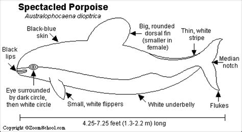 Spectacled Porpoise Printout - ZoomWhales.com