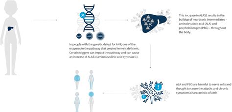 Acute Hepatic Porphyria: Understanding Porphyria - American Porphyria ...