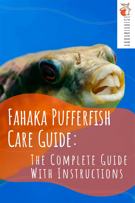 Fahaka Pufferfish (Tetraodon Lineatus) Care Sheet