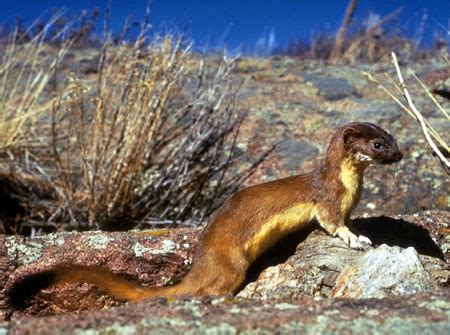 Long-tailed Weasel Facts - NatureMapping