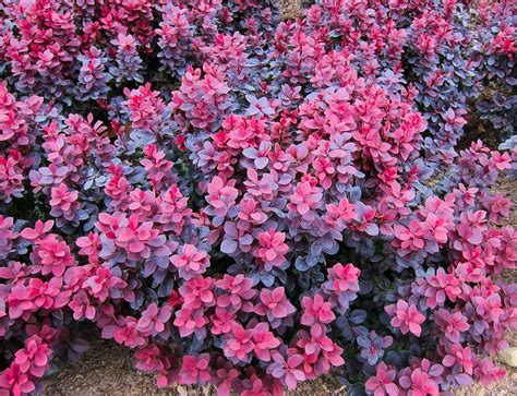 Concorde Barberry | Colorful shrubs, Low water gardening, Shrubs