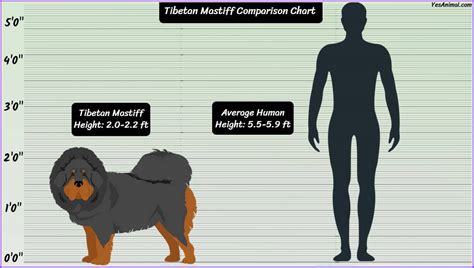 Tibetan Mastiff Size: How Big Are They Compared To Others?