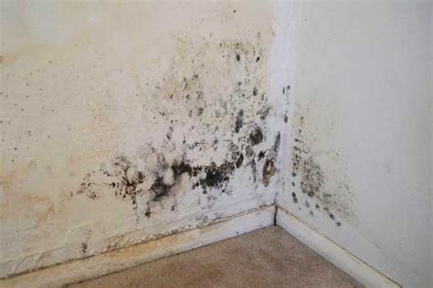 mold on a walls