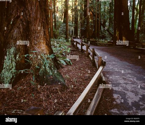 CALIFORNIA - Trail through the Bohemian Grove at Muir Woods National Monument Stock Photo - Alamy