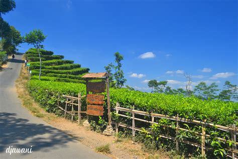 Kebun Teh Nglinggo, Hamparan Hijau Di Bukit Menoreh | Jogja Tour Wisata ...