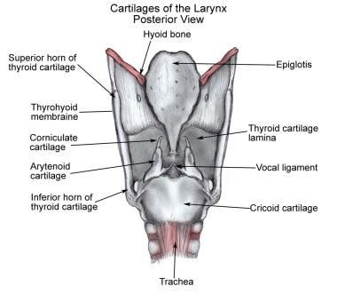 Supracricoid Laryngectomy: Background, History of the Procedure ...