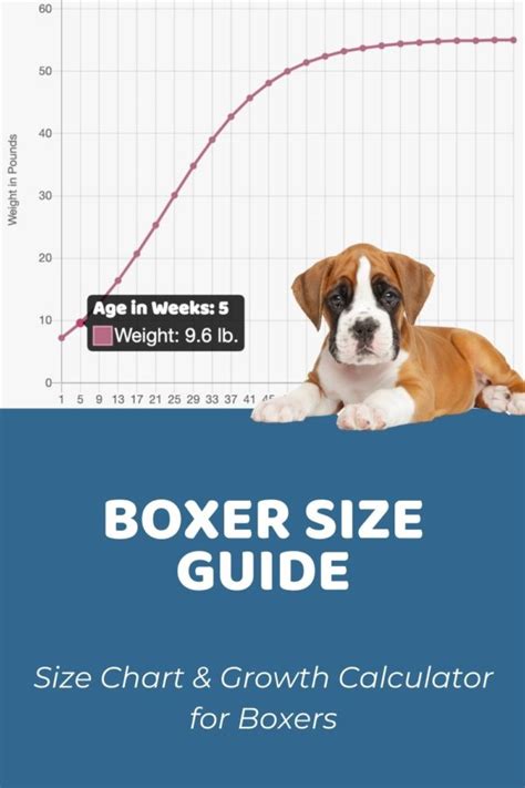 Boxer Size Guide: How Big Do Boxers Get? - Puppy Weight Calculator