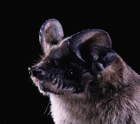 Mexican Free-Tailed Bat Archives - Northern California Bats