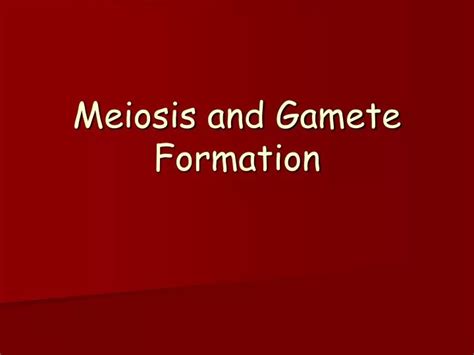 PPT - Meiosis and Gamete Formation PowerPoint Presentation, free download - ID:1824191