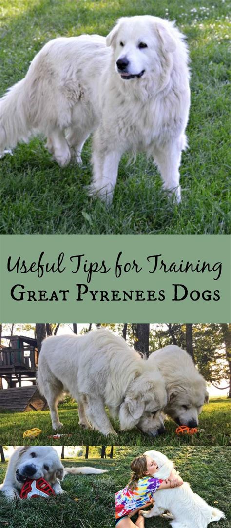 How to Train Great Pyrenees - 5 Useful Tips - Simplify, Live, Love