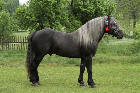 Silesian Noriker stallion Brys slezský | Horse breeds, Fjord horse, Horses