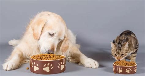 Texas Pet Food Manufacturer Expands Recall of Contaminated Dry Dog and ...