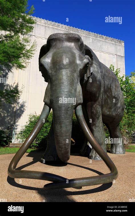 Mammoth, Natural History Museum, Fair Park, Dallas, Texas, USA Stock Photo - Alamy