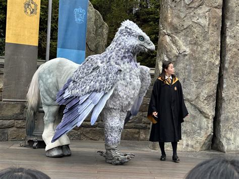 PHOTOS, VIDEO: Hippogriff Magical Encounter at The Wizarding World of Harry Potter in Universal ...