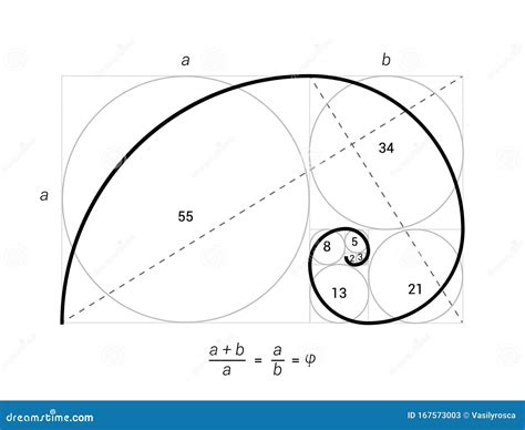 Golden Ratio Vector Proportion Spiral Section. Fibonacci Golden Ratio ...