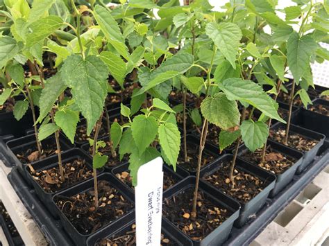 Dwarf Black Mulberry Tree – Morus Nigra | Bountiful Garden Nursery