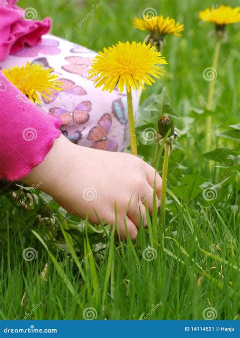 Pick flowers stock image. Image of peace, hand, blossom - 14114521