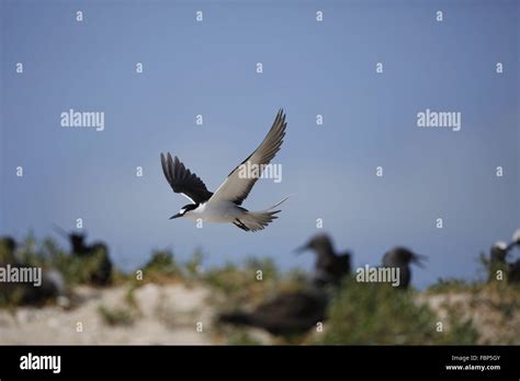 Sooty Tern, Onychoprion fuscatus, flying over breeding colony Stock Photo - Alamy