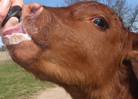 K T 's Farm Life: Baby Bulls!