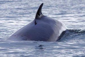 Minke Whale Facts | Minke Whale Habitat