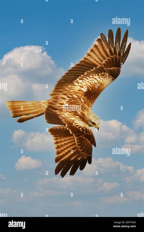 Brown eagle flying in the blue sky with white clouds Stock Photo - Alamy