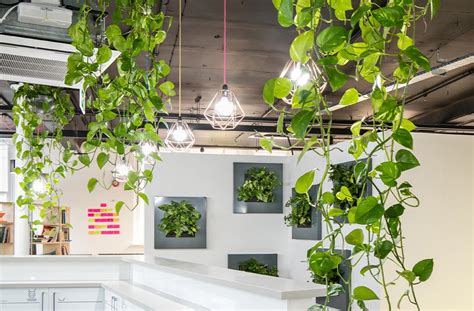 Indoor Hanging Plant Displays for Offices - Fully Maintained • Inleaf