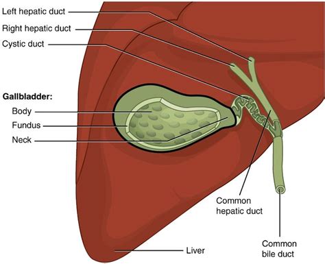 176 best images about Medical Illustrations on Pinterest | Head and ...