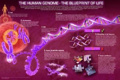 Human Genome Poster Blueprint Of Life 24inx36in | Human genome, Genome project, Genome