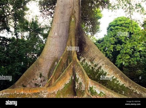 Kapok Tree Ceiba Pentandra Majestic tree giant trees roots Asia Stock ...