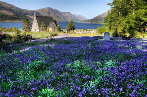 Enchanted Forests Carpeted in Beautiful Bluebells | England and ...