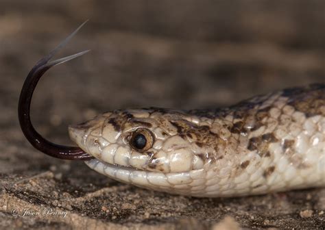 Chihuahuan Hook-nosed Snake - Gyalopion canum | Snake, Amphibians, Pretty snakes