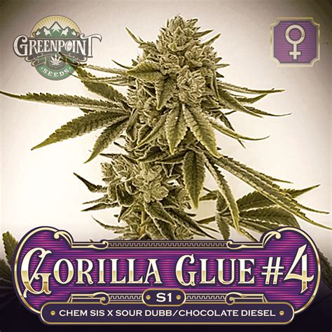 Gorilla Glue #4 S1 Cannabis Seeds - GG4 Strain | Greenpoint Seeds