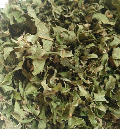 Dried Guava Leaf,Guava Leaf Tea,Guava Leaf Powder / Whatsapp +84-845-639-639 - Buy Guava Leaf ...