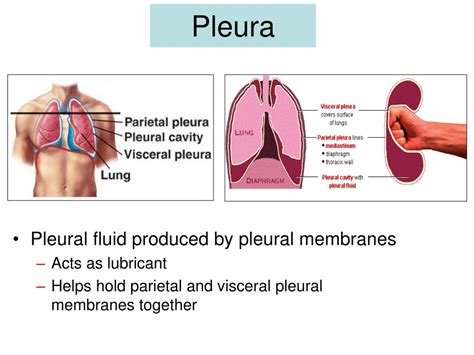 PPT - Respiration Physiology PowerPoint Presentation, free download ...