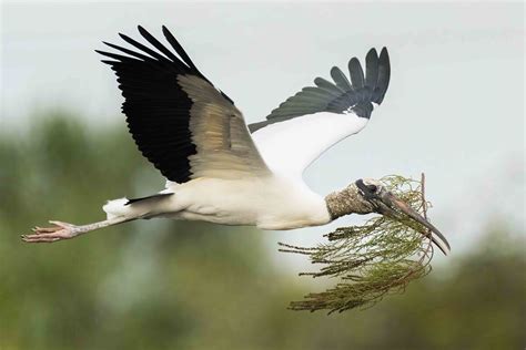 Wood Storks return: The Swallows return to Capistrano, the Buzzards return to Hinckley Ohio and ...