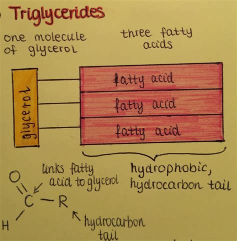 Triglyceride diagram | Medical school studying, Biology lessons ...