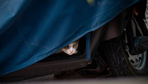 Download Cute Hd Peeking Cat Wallpaper | Wallpapers.com