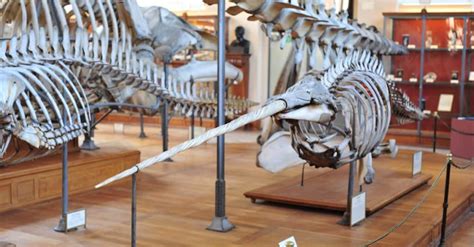 Narwhal Skull: How Its Massive Tusk Connects - IMP WORLD