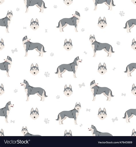 Siberian husky seamless pattern all coat colors Vector Image