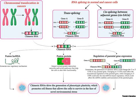 Evolutionary impact of chimeric RNAs on generating phenotypic plasticity in human cells: Trends ...