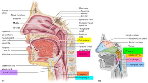 Vocal Cord Paralysis - Causes, Symptoms, Recovery, Surgery, Treatment