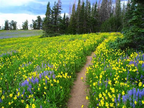 Summer Meadow HD desktop wallpaper : Widescreen : High Definition ...