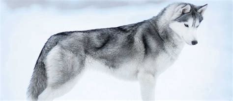 About The Breed: Siberian Husky Highland Canine Training | lupon.gov.ph